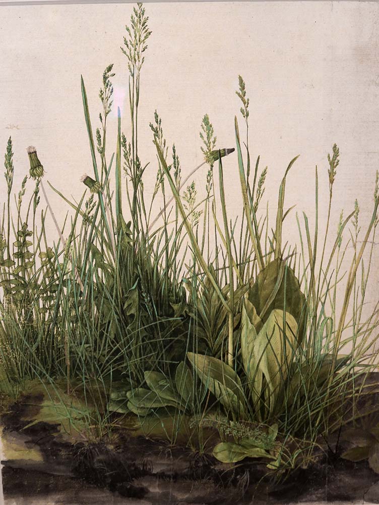Альбрехт Дюрер, Великий шматок дерну, 1503 р.